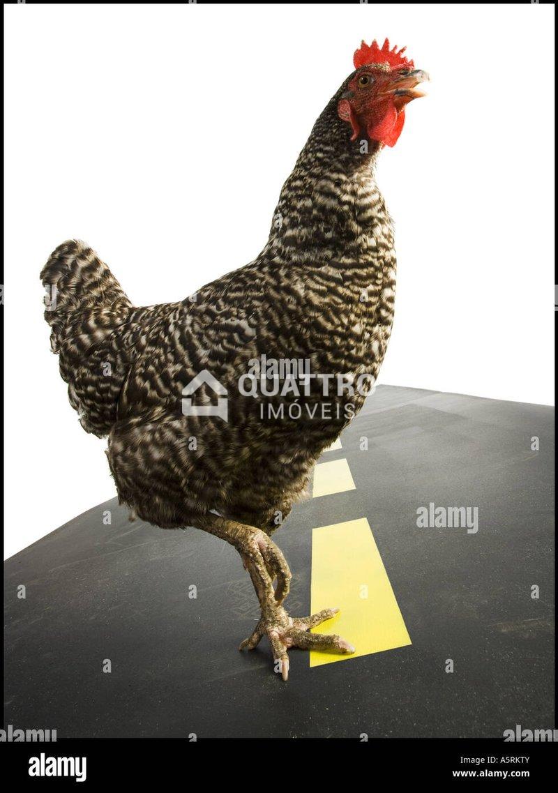 Ontdek het Geheim van Chicken Road Casino in Nederland: Een Uitgebreide Recensie, chicken road nederland